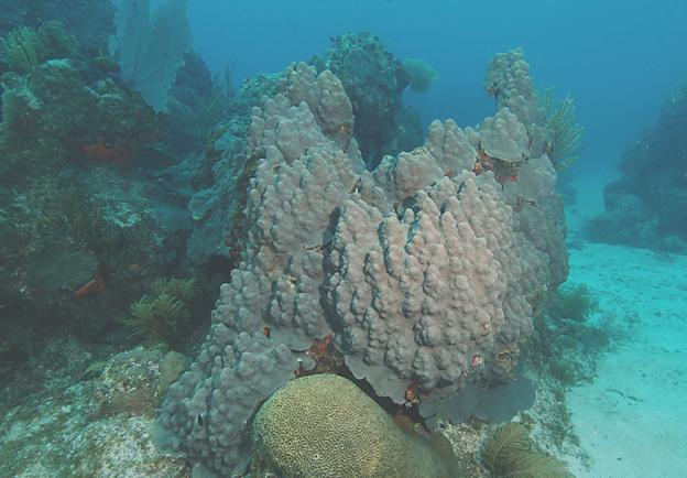 Estudio de la conectividad genética entre arrecifes del Sistema Arrecifal Mesoamericano. Dra.