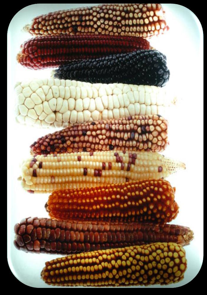 Variabilidad Fenotípica en mazorcas de maíz Cát. Genética.