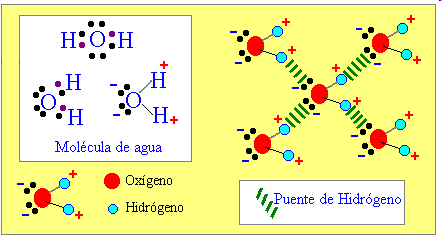 Los puentes de hidrógeno: Se dan en moléculas con hidrógeno y átomos muy pequeños y muy electronegativos que posean pares de electrones sin enlazar (F, O y N).