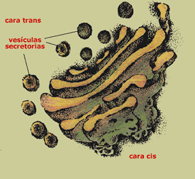 Aparato de Golgi Está formado por sacos membranosos aplanados y