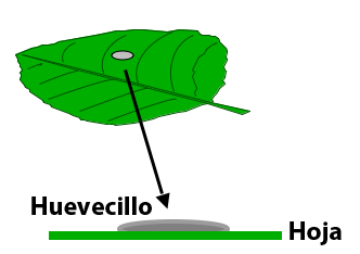 Ovicidas ~ matan huevecillos Ovicidas ~ Cómo funcionan? Los huevecillos de la palomilla son depositados en la superficie superior de las hojas cerca del los racimos de fruta y en la fruta.