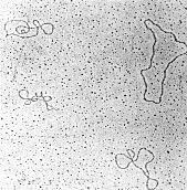 Familia Papilomaviridae Virus papiloma humano (HPV) Tropismo epitelial: infecta piel y mucosas 100 nm Cápside