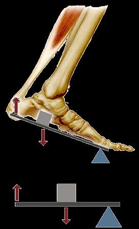 La acción de los músculos sobre el esqueleto Acción antagónica del bíceps y el