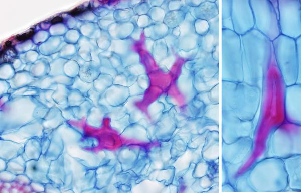 ): esquema y cortes de tallo fotografiados con microscopio óptico y MEB Fig.