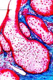 Tejido Epitelial Glandular Glándulas Multicelulares