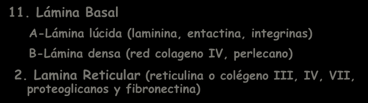integrinas) B-Lámina densa (red colageno IV, perlecano) 2.