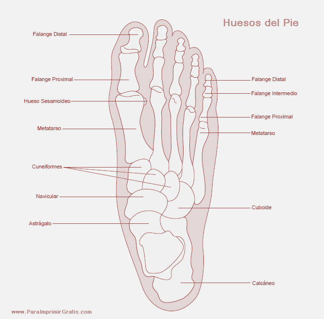 Tipos de pies Se distinguen tres tipos: Pie griego.