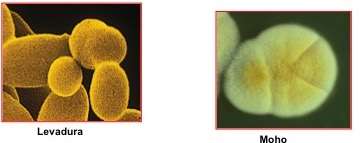 TÉRMINOS DESCONOCIDOS Organismo eucariote Reino Fungi (Fungus) No contienen clorofila Su pared celular es similar a la de las plantas pero tienen quitina en lugar de celulosa.