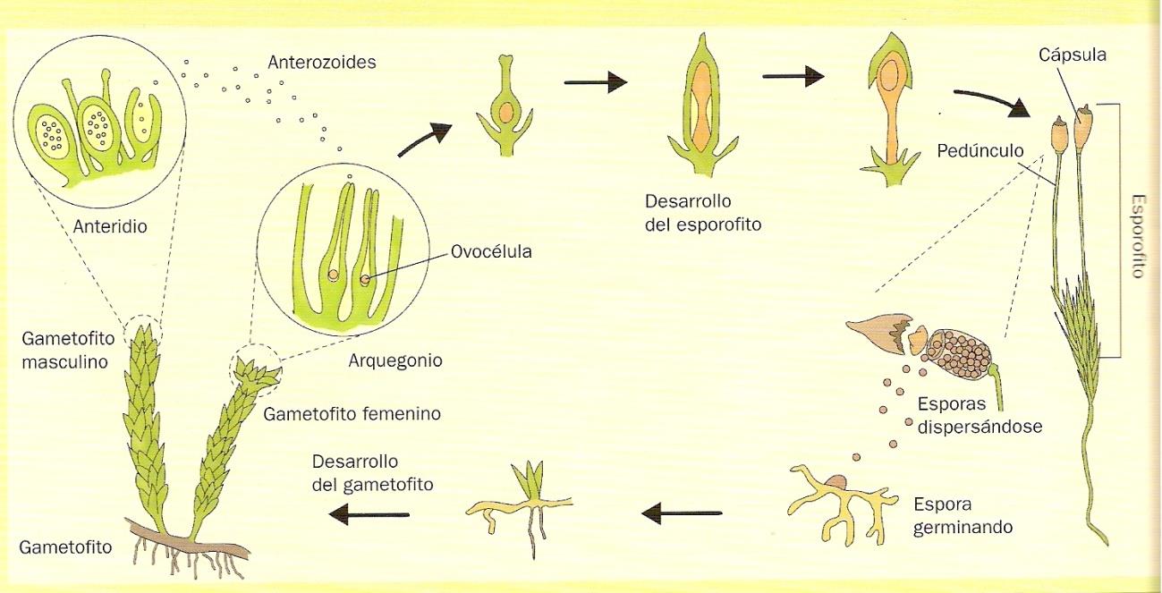granos de polen desde las anteras de los estambres a los estigmas de los pistilos y se realiza generalmente entre flores diferentes, pues en