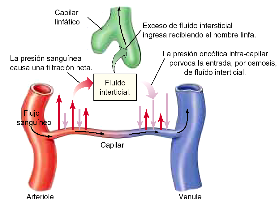 3. SISTEMA LINFÁTICO En condiciones normales, no todo el líquido de origen plasmático filtrado desde los capilares hacia el espacio intersticial vuelve a recuperarse en el sistema venoso por efecto