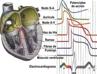 Figura VII Actividad eléctrica del corazón Se emplean pequeños discos metálicos (electrodos) que captan, amplifican y registran sobre un papel milimetrado las señales del latido del corazón.