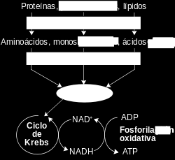 Aspectos generales del metabolismo: Poder reductor DP/PAU C. Las reacciones metabólicas de óxido-reducción intervienen coenzimas como pares conjugados.