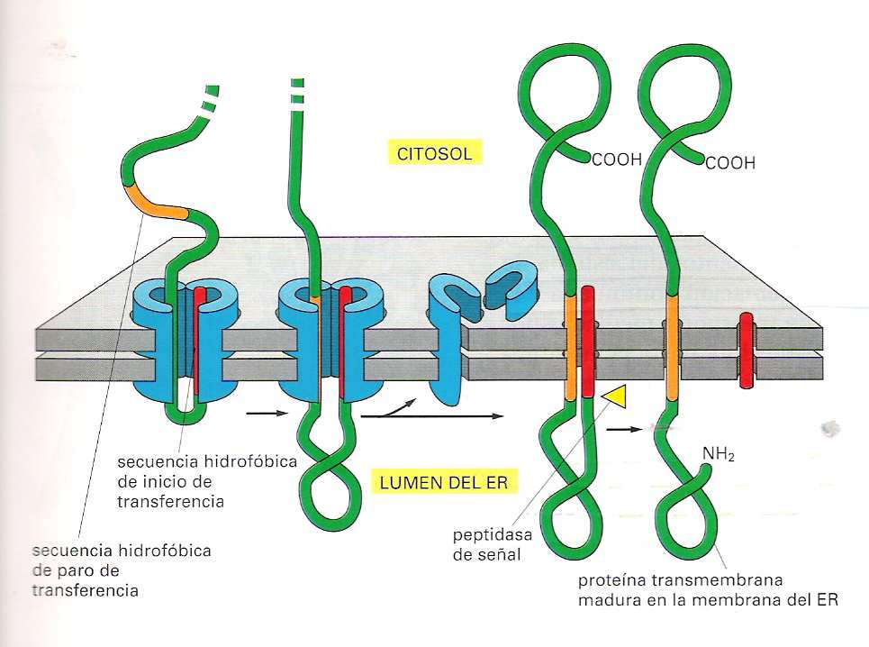 Las proteínas que formarán parte de la membrana, las que se van a excretar y las que están destinadas a ciertos orgánulos como los lisosomas se sintetizan en el RER.