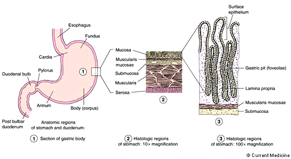 I. ESTÓMAGO Estructura esófago epitelio fundus mucosa muscularis mucosa duodeno píloro antro cuerpo