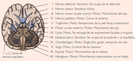 El Sistema Nervioso Periférico Somático o Visceral (SNP Somático)