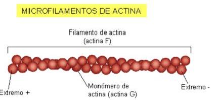 proteína llamada actina, muy