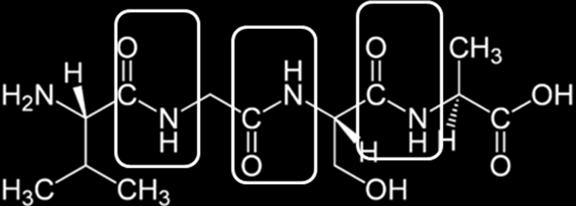 4 El péptido representado está formado por 4 aminoácidos. En la siguiente imagen se señalan los 3 enlaces peptídicos mediante los cuales se unen.