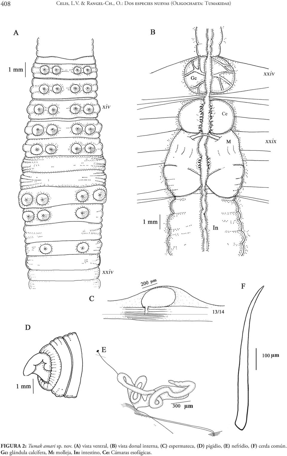 nov. (A) vista ventral, (B) vista dorsal interna, (C) espermateca, (D)