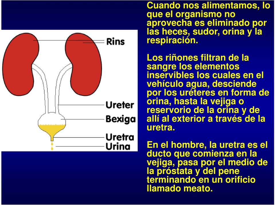 forma de orina, hasta la vejiga o reservorio de la orina y de allí al exterior a través de la uretra.