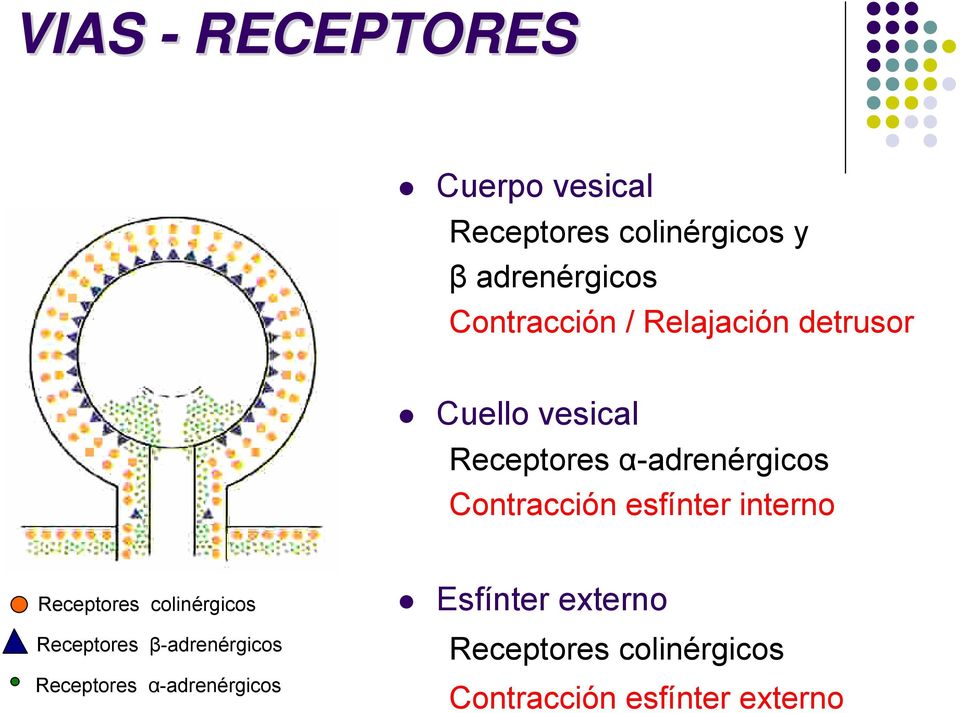 Contracción esfínter interno Receptores colinérgicos Receptores β-adrenérgicos