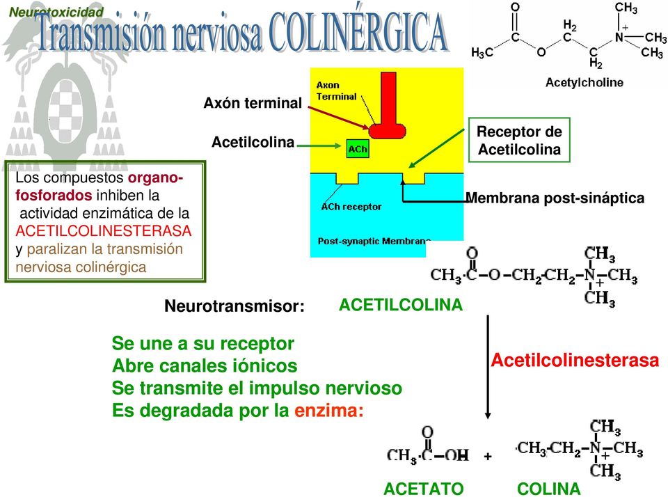 Membrana post-sináptica Neurotransmisor: ACETILCOLINA Se une a su receptor Abre canales iónicos