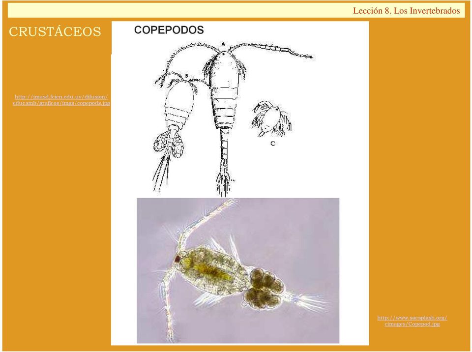 educamb/graficos/imgs/copepods.