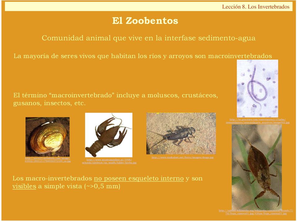 incluye a moluscos, crustáceos, gusanos, insectos, etc. http://br.geocities.com/estevesneto2/23adm/ nematelminto/nematelminto_arquivos/image002.jpg http://aycu23.webshots.