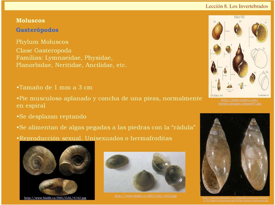 las piedras con la rádula Reproducción sexual. Unisexuados o hermafroditas http://delta-intkey.com/ britmo/images/adams07.jpg http://www.biolib.