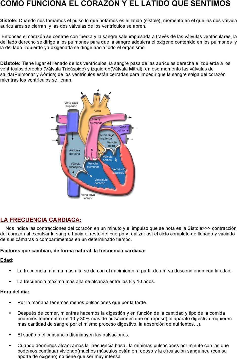 Entonces el corazón se contrae con fuerza y la sangre sale impulsada a través de las válvulas ventriculares, la del lado derecho se dirige a los pulmones para que la sangre adquiera el oxigeno