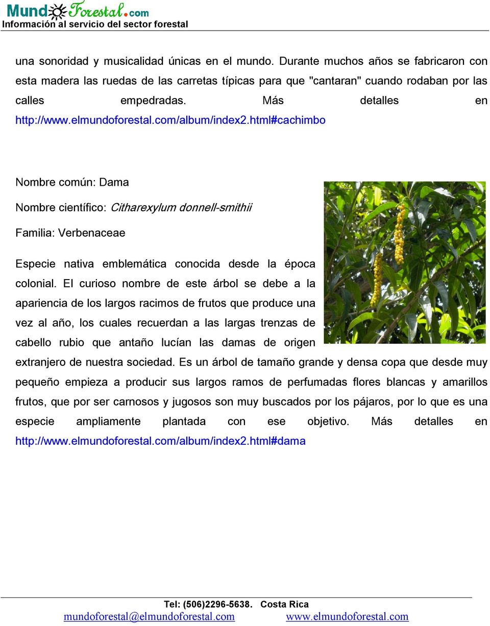 html#cachimbo Nombre común: Dama Nombre científico: Citharexylum donnell-smithii Familia: Verbenaceae Especie nativa emblemática conocida desde la época colonial.