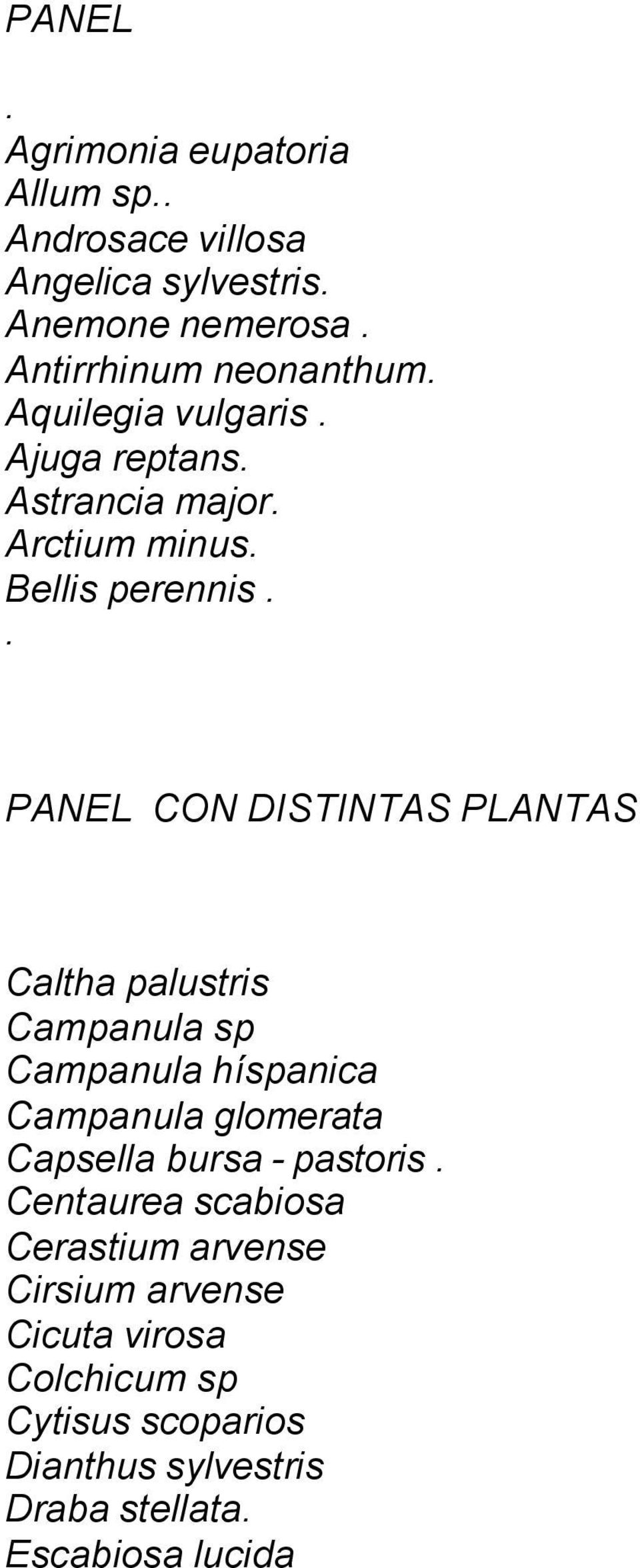 . PANEL CON DISTINTAS PLANTAS Caltha palustris Campanula sp Campanula híspanica Campanula glomerata Capsella bursa -