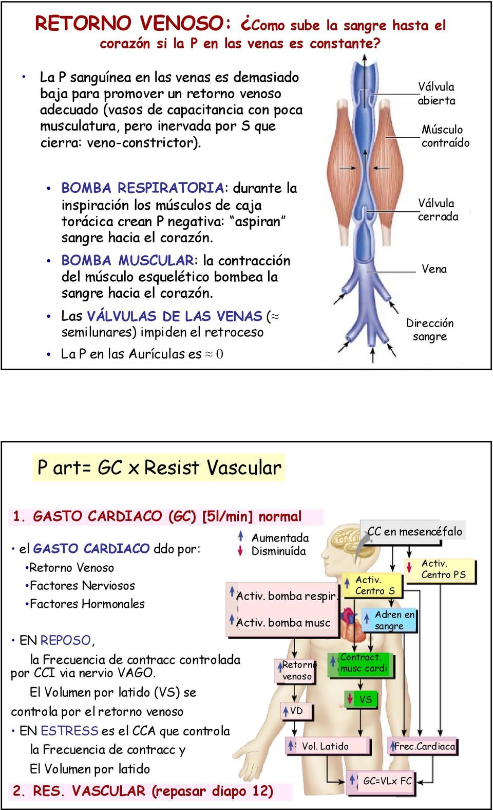 Válvula abierta Músculo contraído BOMBA RESPIRATORIA: durante la inspiración los músculos de caja torácica crean P negativa: aspiran sangre hacia el corazón.