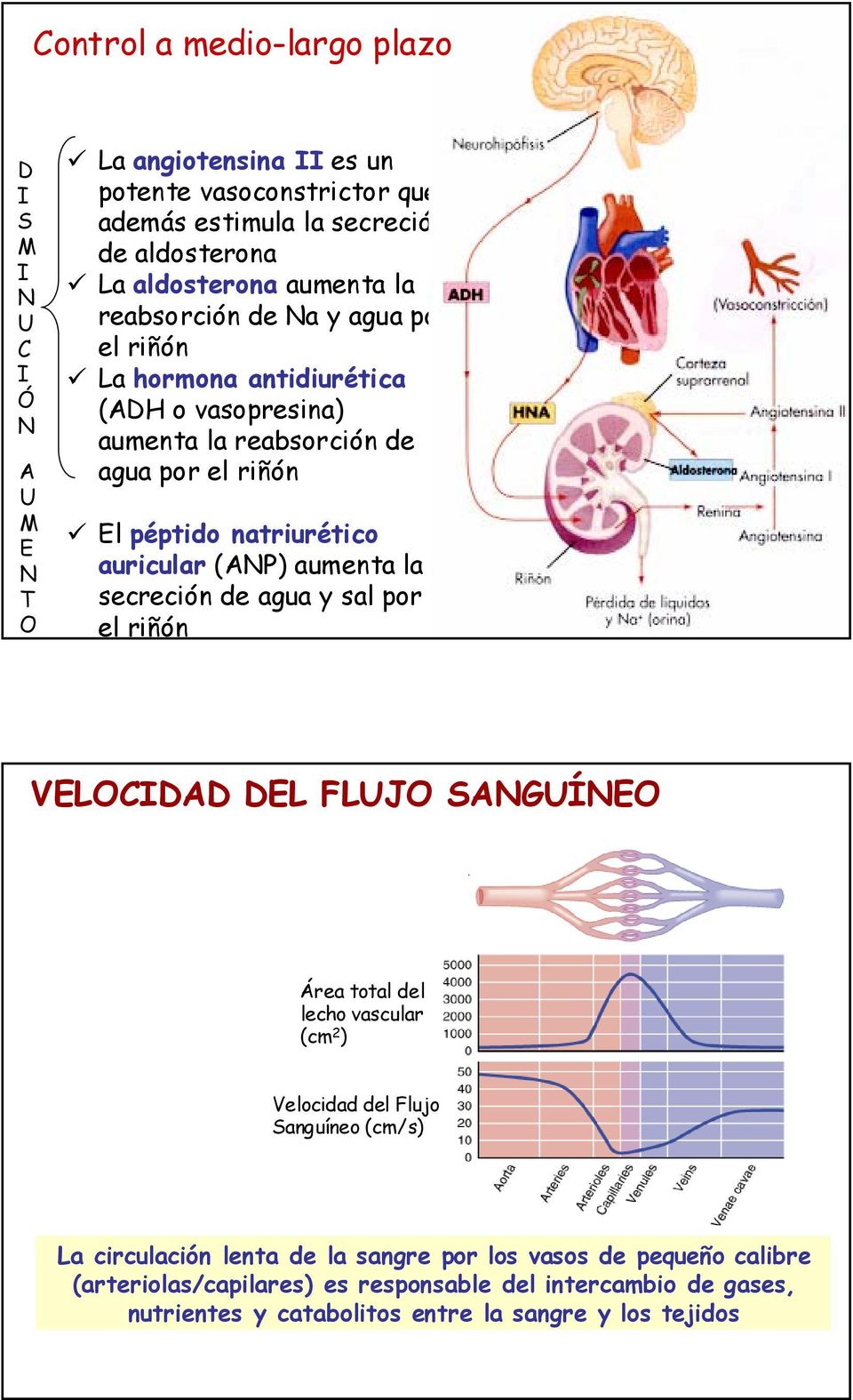auricular (ANP) aumenta la secreción de agua y sal por el riñón ANP VELOCIDAD DEL FLUJO SANGUÍNEO Área total del lecho vascular (cm 2 ) Velocidad del Flujo Sanguíneo (cm/s)