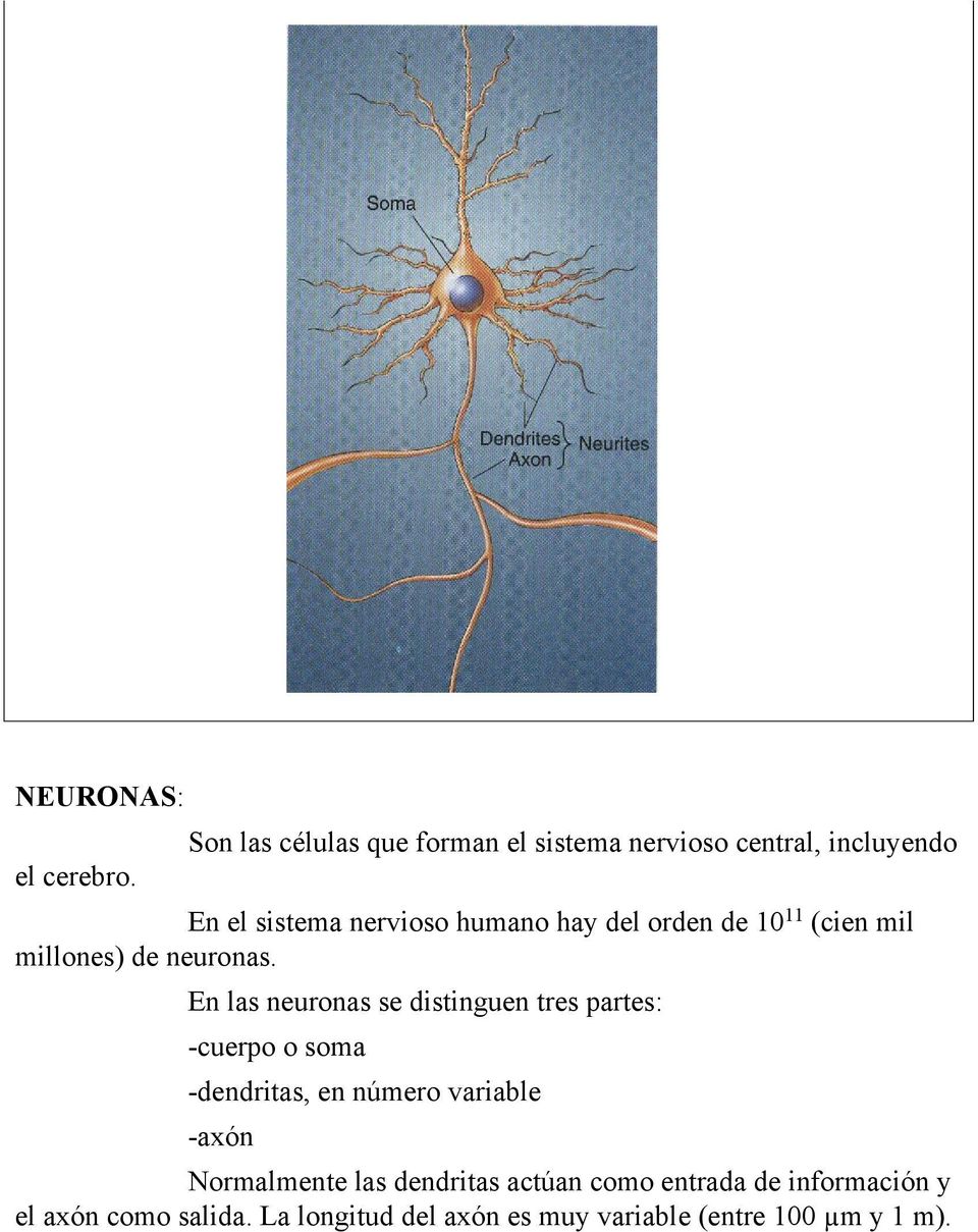 En las neuronas se distinguen tres partes: -cuerpo o soma -dendritas, en número variable -axón