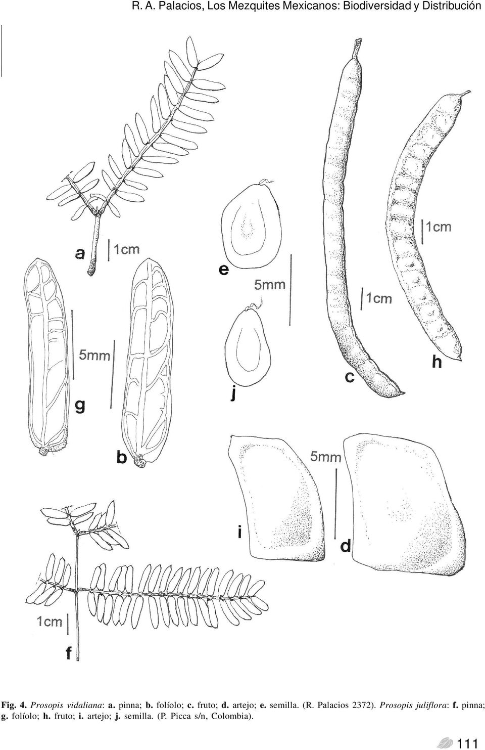 artejo; e. semilla. (R. Palacios 2372). Prosopis juliflora: f.