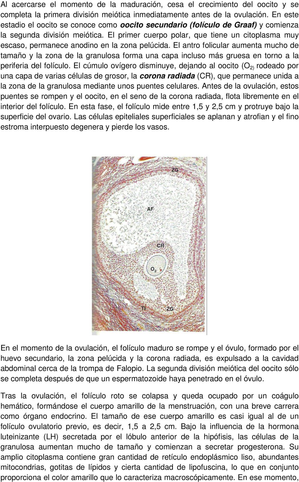 El primer cuerpo polar, que tiene un citoplasma muy escaso, permanece anodino en la zona pelúcida.