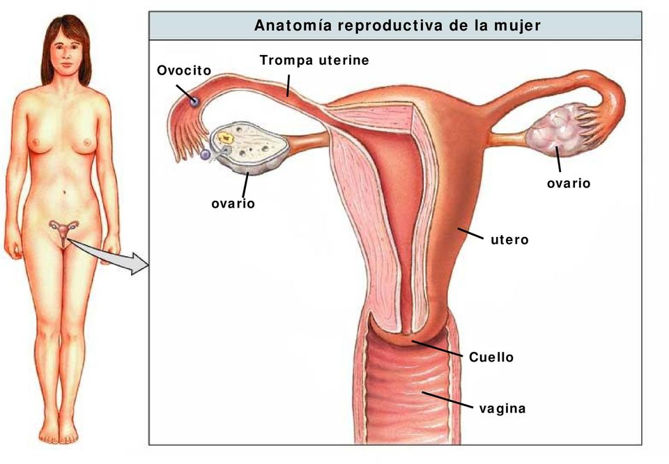 Trompa uterine ovario