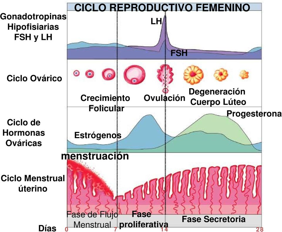 menstruación Ovulación Degeneración Cuerpo Lúteo Progesterona Ciclo