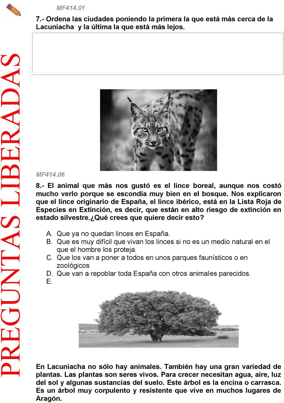 Nos explicaron que el lince originario de España, el lince ibérico, está en la Lista Roja de Especies en Extinción, es decir, que están en alto riesgo de extinción en estado silvestre.