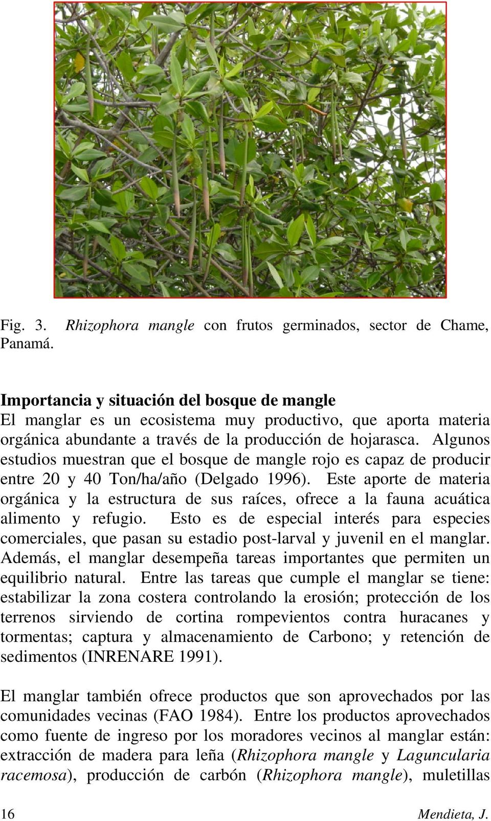Algunos estudios muestran que el bosque de mangle rojo es capaz de producir entre 20 y 40 Ton/ha/año (Delgado 1996).