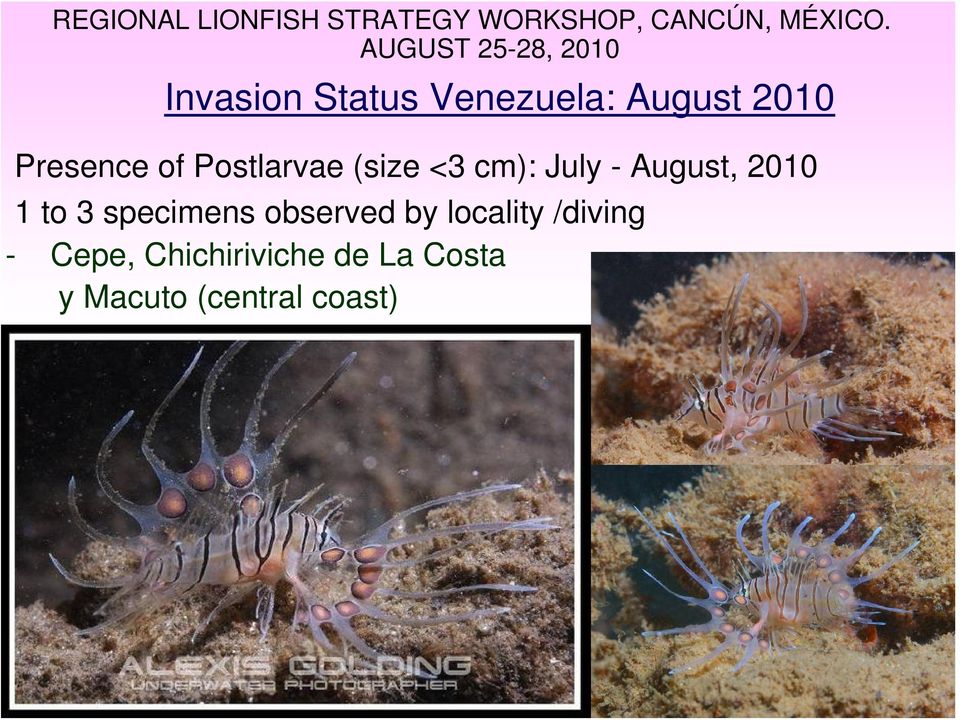 of Postlarvae (size <3 cm): July - August, 2010 1 to 3 specimens