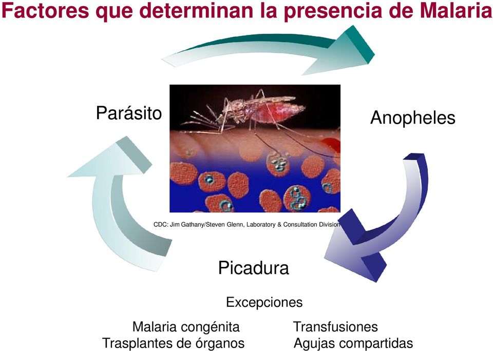 Consultation Division Picadura Excepciones Malaria