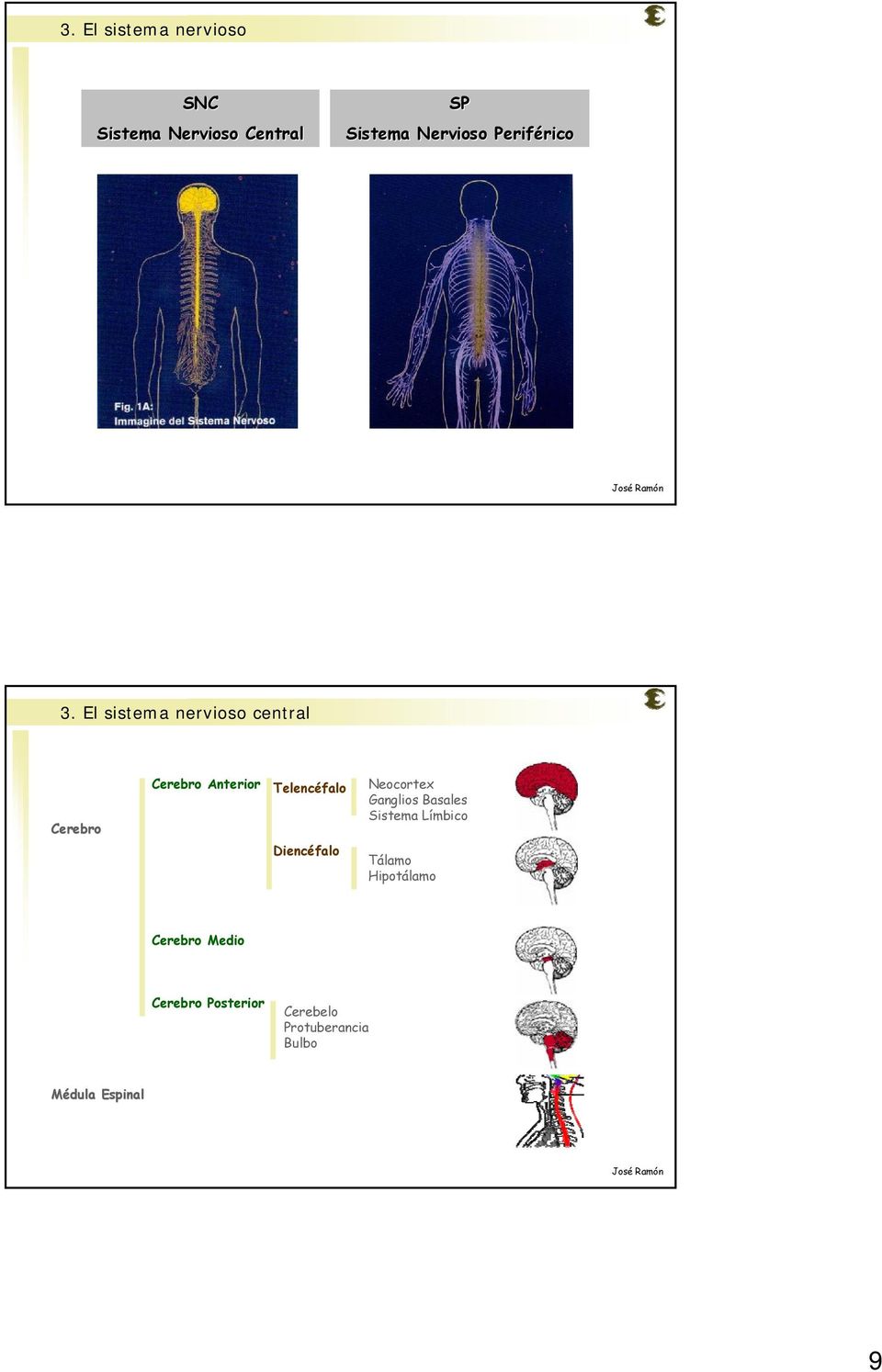 El sistema nervioso central Cerebro Cerebro Anterior Telencéfalo Diencéfalo