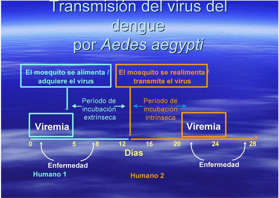 virus Viremia Período de incubación extrínseca Período de incubación