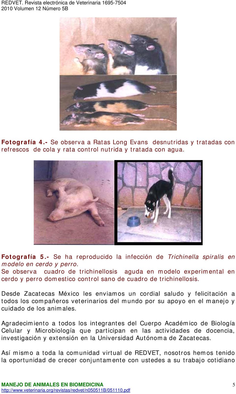 Se observa cuadro de trichinellosis aguda en modelo experimental en cerdo y perro domestico control sano de cuadro de trichinellosis.