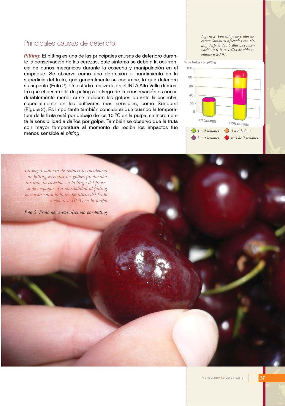 Se observa como una depresión o hundimiento en la superficie del fruto, que generalmente se oscurece, lo que deteriora su aspecto (Foto 2).