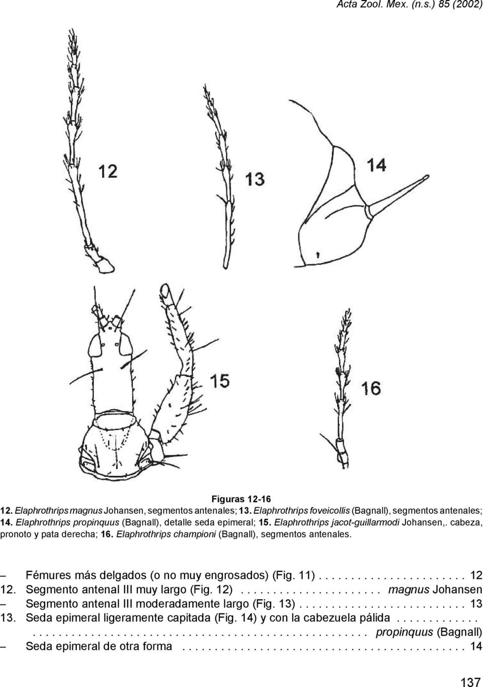 Elaphrothrips championi (Bagnall), segmentos antenales. S Fémures más delgados (o no muy engrosados) (Fig. 11)... 12 12. Segmento antenal III muy largo (Fig. 12).