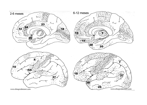 Los gráficos de la evolución cerebral en edades tempranas muestran los procesos de complejización de las conexiones neurales, que desde el punto de vista cognitivo van a dar lugar a modificaciones