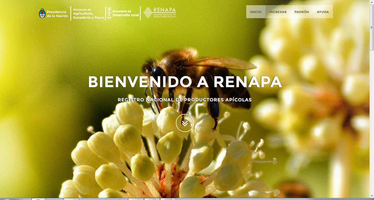 2 Sistema online del RENAPA Para realizar las inscripciones al RENAPA (Registro nacional de productores apícolas) debe dirigirse a la siguiente URL: http://renapa.magyp.gob.