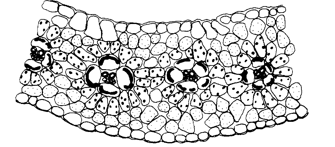 b) Observación de anatomía foliar en hoja de Monocotiledónea con estructura C 3. Observe con menor aumento un corte transversal de hoja de gramínea Identifique los distintos tejidos.